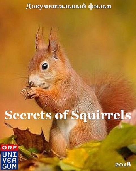 Беличьи тайны / Secrets of Squirrels (2018/HDTV 1080i)
