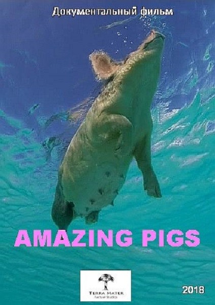 Удивительные свиньи / Amazing Pigs / Die fabelhafte Welt der Schweine (2018/HDTV 1080i)