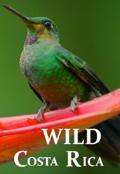 Дикая Коста-Рика / Wild Costa Rica (2015/HDTV 1080i)