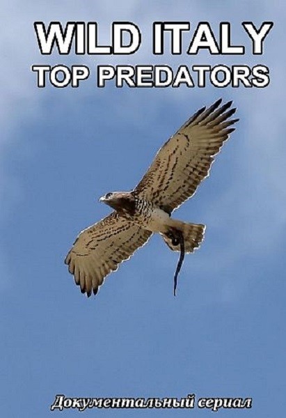 Дикая Италия. Высшие Хищники / Wild Italy: Top Predators (2018/SATRip)