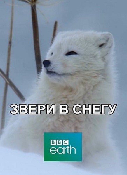 Звери в снегу / Зимняя сказка для зверей / Snow Animals (2019/DVB)