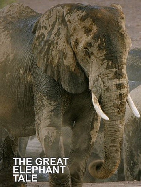 Потрясающие истории слонов / The Great Elephant Tale (2020/UHDTV 2160p)