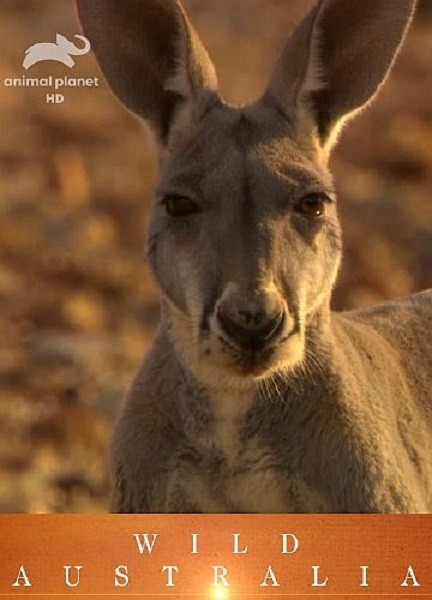 Дикая Австралия / Wild Australia (2011/HDTV 1080i)