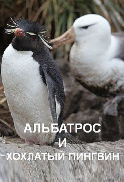 Альбатрос и хохлатый пингвин / The Albatross and the Rockhopper Penguin (2018/DVB)