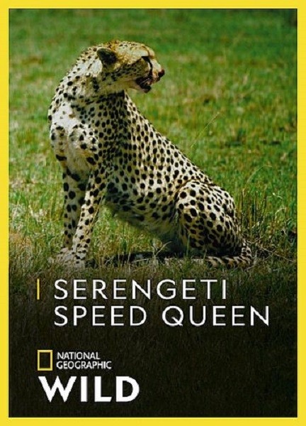 Быстроногая королева Серенгети / Serengeti Speed Queen (2020/HDTVRip 720p)