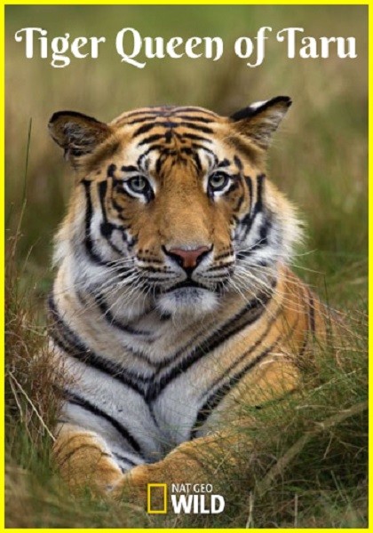 Тигриная королева Тару / Tiger Queen of Taru (2020/WEBRip 1080p)