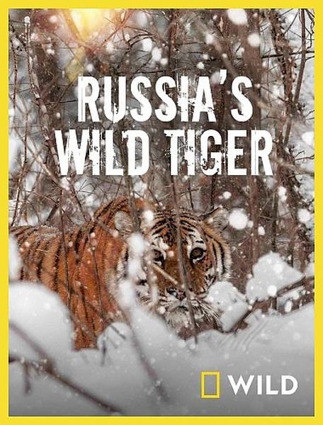 Дикие тигры России / Russia's Wild Tiger (2022/HDTV 1080i)