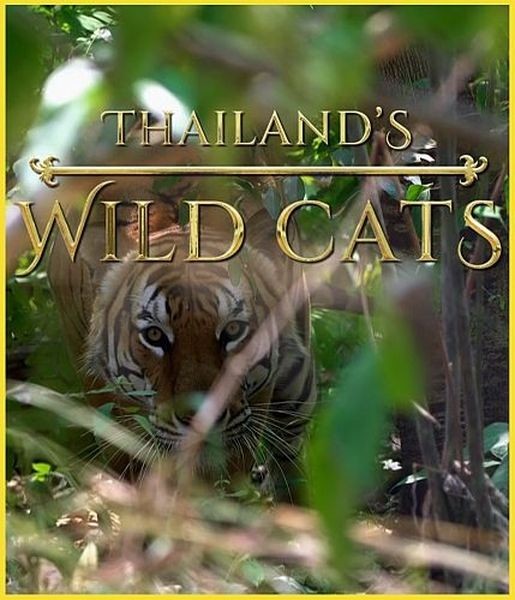 Дикие кошки Таиланда / Thailand's Wild Cats (2021/HDTVRip 720p)