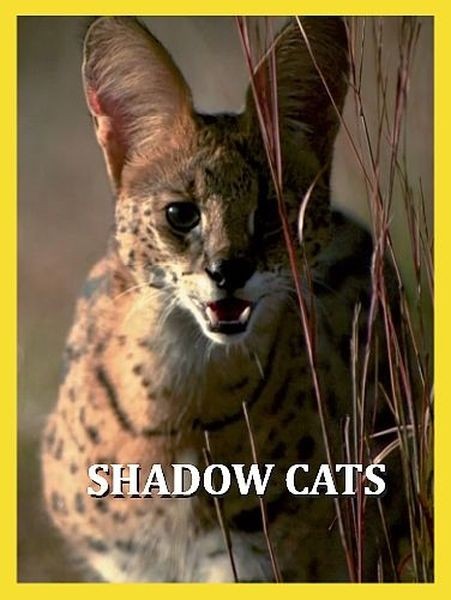 Обитатели тени / Shadow Cats (2021/HDTVRip 720p)