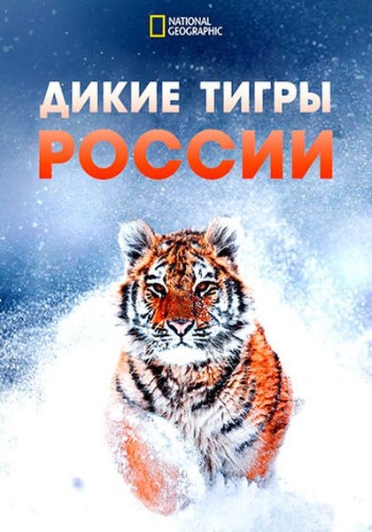 Дикие тигры России / Russia's Wild Tiger (2022/WEB-DL 1080p)