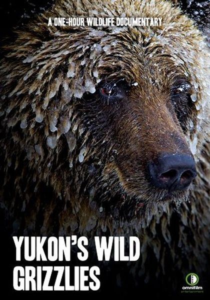 Дикие гризли Юкона / Yukon's Wild Grizzlies (2021/HDTV 1080i)