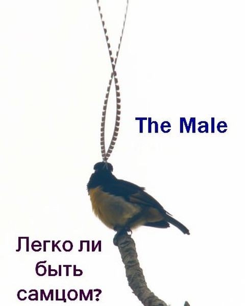 Самцы / Легко ли быть самцом? / The Male (2019/HDTVRip 720p)