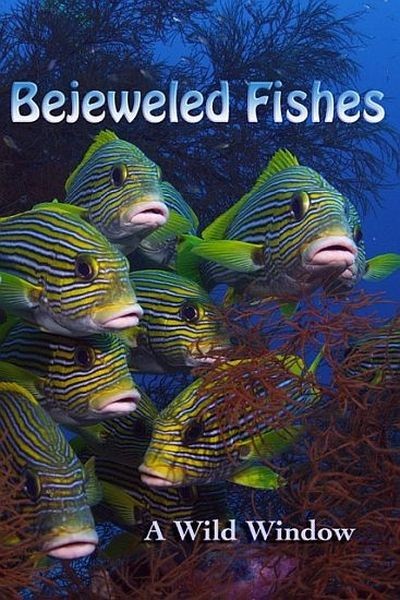 Окно дикой природы - Морские сокровища / Wild Window Bejeweled Fishes (2017/UHDTV 2160p)
