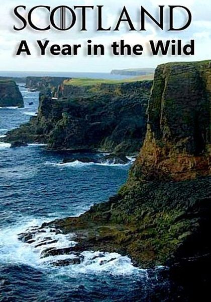 Шотландия: дикий год / Scotland: A Wild Year (2021/HDTVRip)