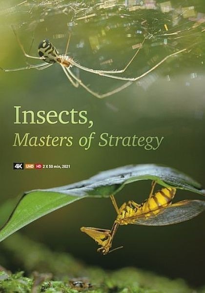 Насекомые — гении стратегии / Insects, Geniuses Strategy (2021/HDTVRip 720p)