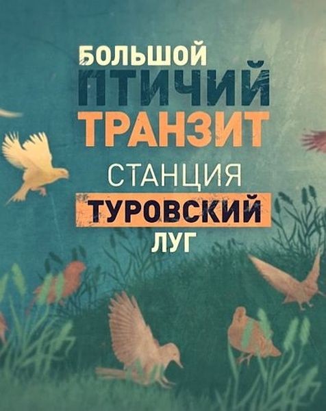 Большой птичий транзит. Станция "Туровский луг" (2019/HDTVRip 720p)