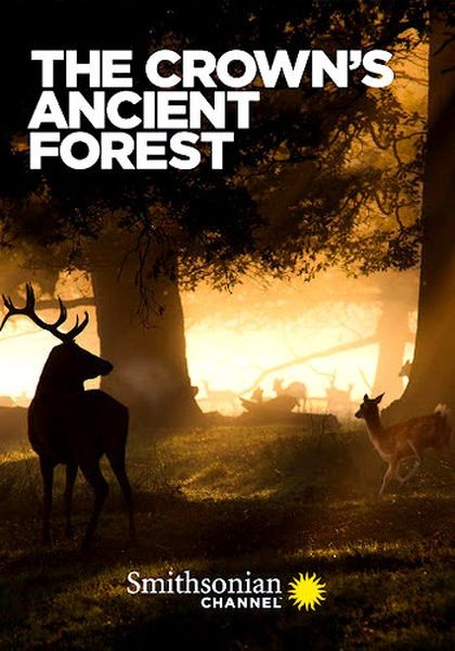 Королевский лес / The Crown's Ancient Forest (2021/HDTVRip)