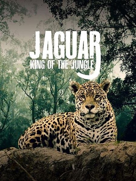 Ягуар — король джунглей / Jaguar - King of the Jungle (2020/HDTVRip 720p)