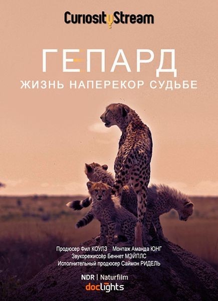 Гепард: жизнь наперекор судьбе / Cheetah Beating the odds (2020/HDTVRip 720p)