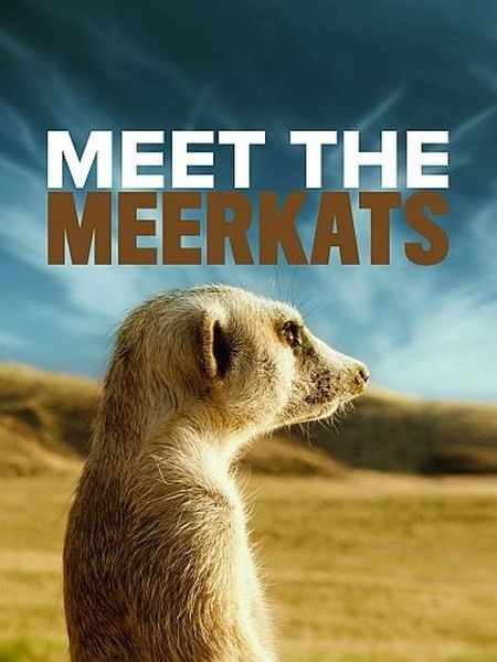 Знакомимся с сурикатами / Meet The Meerkats (2020/HDTV 1080i)