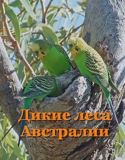 Дикие леса Австралии / Australia's Wild Woodlands (2025/HDTVRip 1080p)
