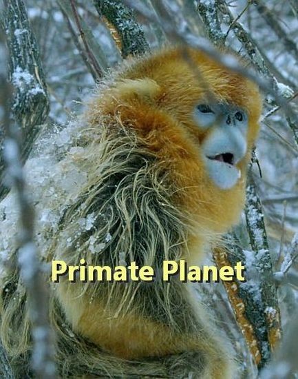 Царство приматов / Primate Planet (2025/HDTVRip 1080p)