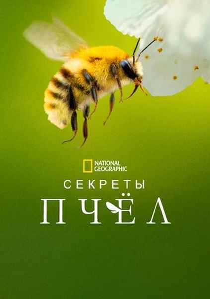 Секреты пчёл / Secrets of the Bees (2026/WEB-DL 1080p)
